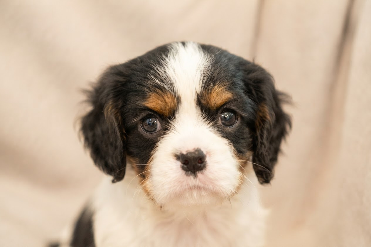 Chiot N°6 - Cavalier King Charles Spaniel