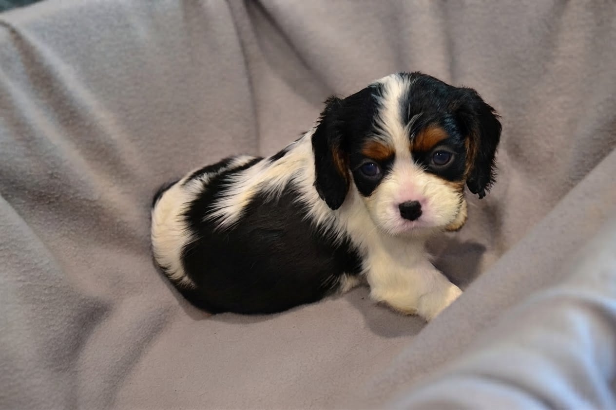 Chiot N°7 - Cavalier King Charles Spaniel