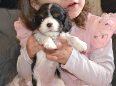 Les chiots de Cavalier King Charles Spaniel