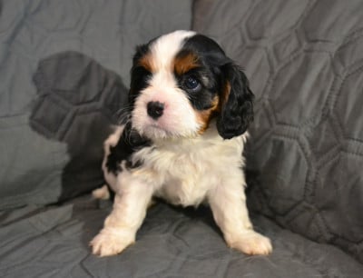 Les chiots de Cavalier King Charles Spaniel