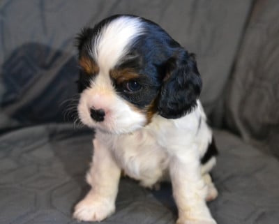 Les chiots de Cavalier King Charles Spaniel