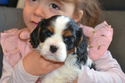 Les chiots de Cavalier King Charles Spaniel