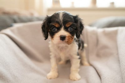Les chiots de Cavalier King Charles Spaniel