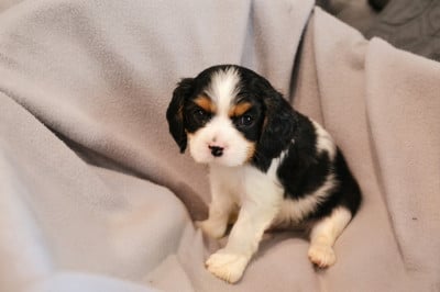 Les chiots de Cavalier King Charles Spaniel