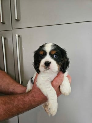 Les chiots de Cavalier King Charles Spaniel