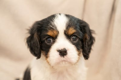 Les chiots de Cavalier King Charles Spaniel