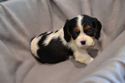 Les chiots de Cavalier King Charles Spaniel