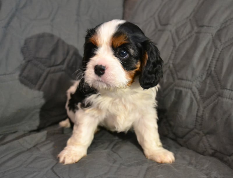 Cavalier King Charles Spaniel - (Sans Affixe)