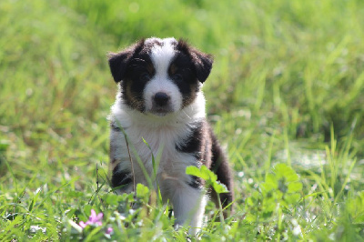 Les chiots de Berger Australien