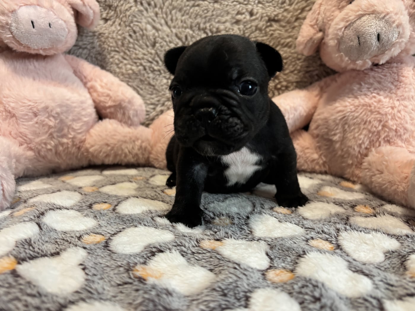 BRABUS - Bouledogue français