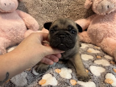 Les chiots de Bouledogue français