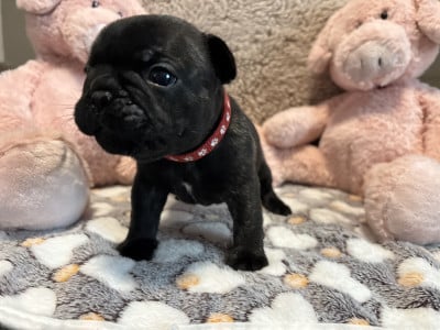 Les chiots de Bouledogue français