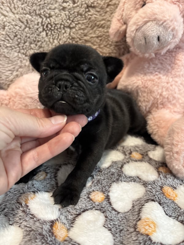 Bouledogue français - de la Maison d?Oscar et Cie