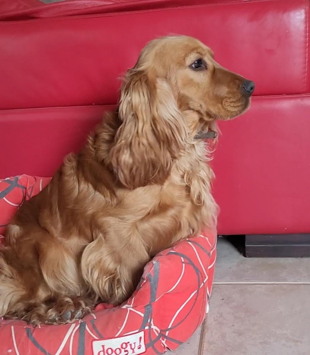 vaillant Des Vents D'Océan