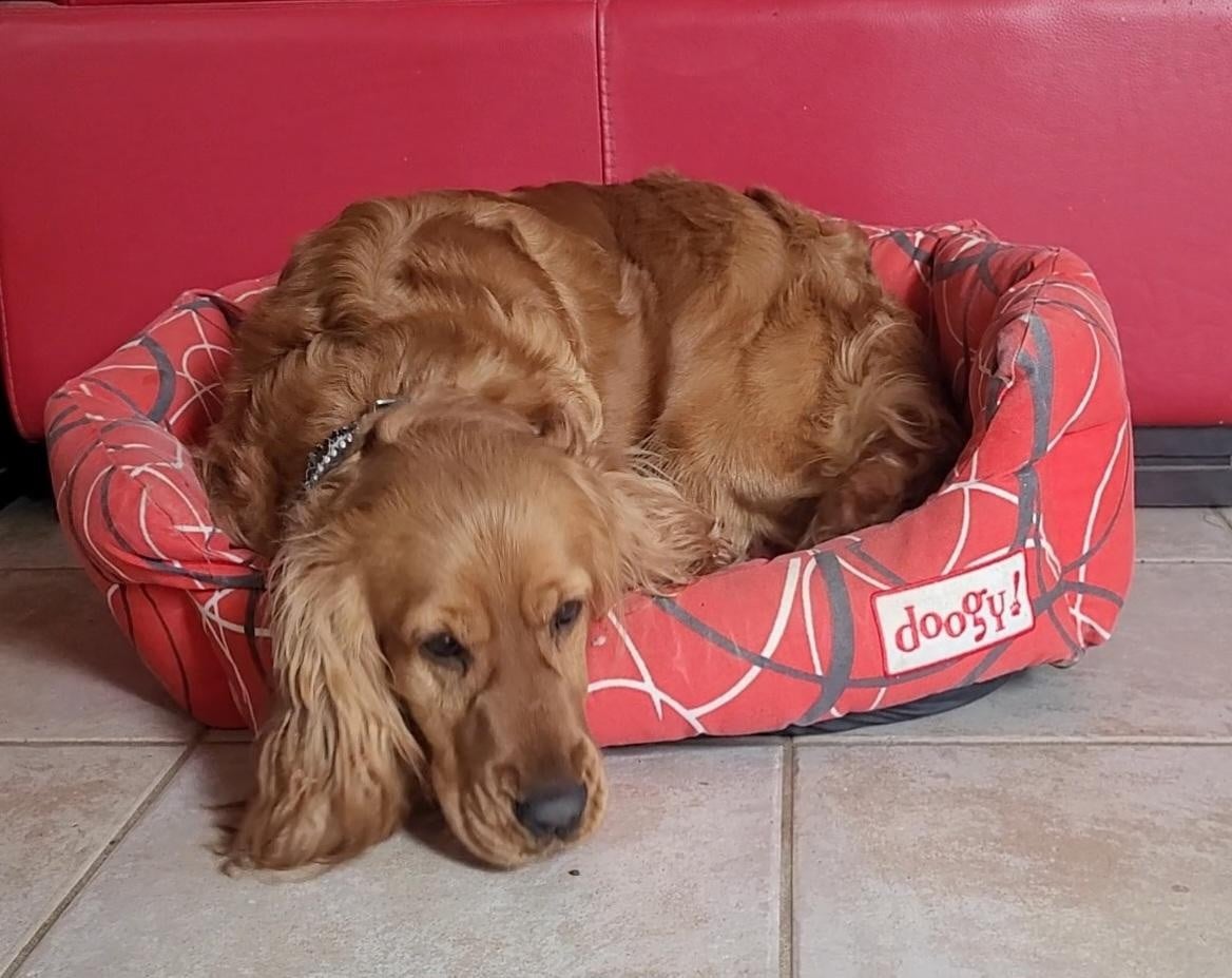 vaillant Des Vents D'Océan