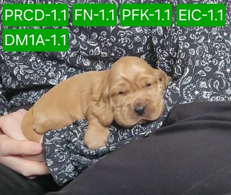 Cocker Spaniel Anglais - des rives du blavet