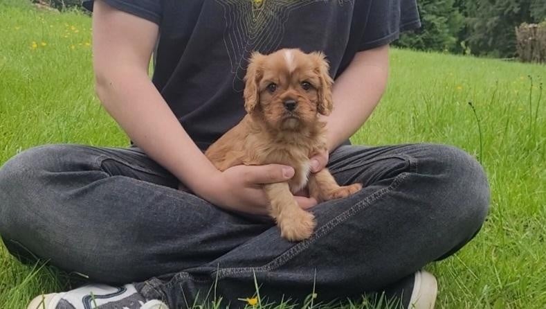 Cavalier King Charles Spaniel - des rives du blavet