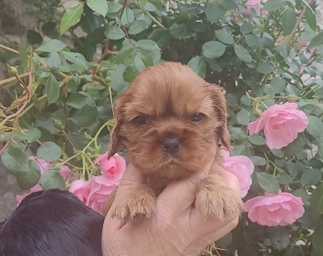 Cavalier King Charles Spaniel - des rives du blavet