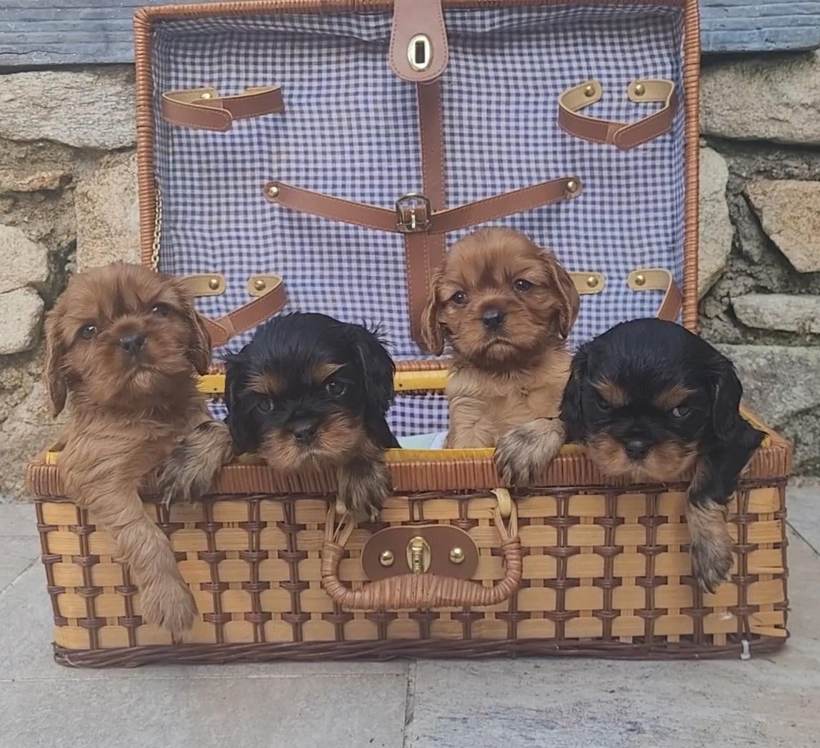 Cavalier King Charles Spaniel - des rives du blavet