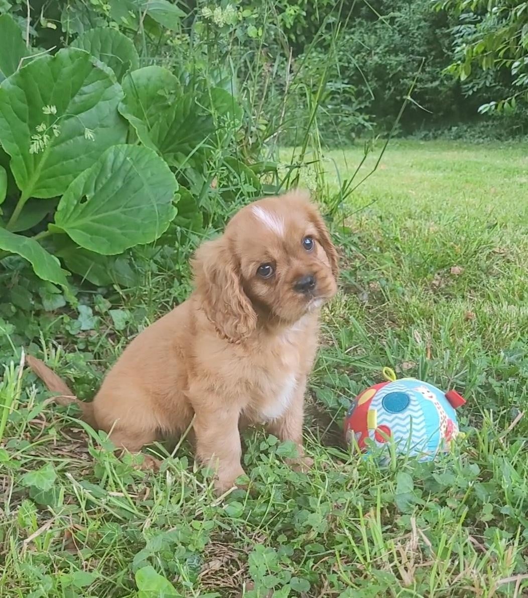 billy