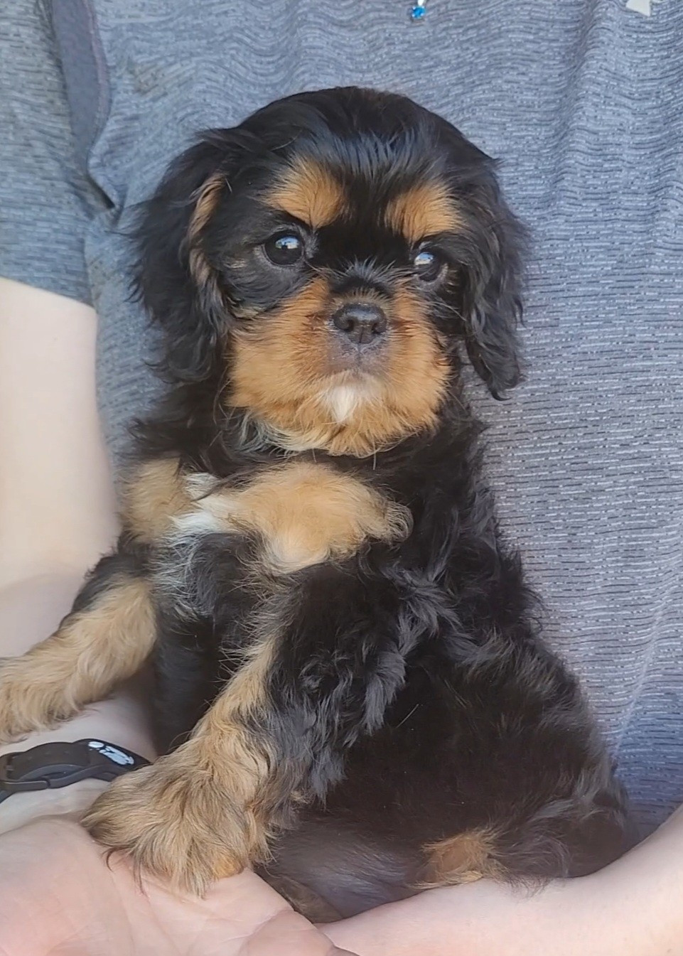 Cavalier King Charles Spaniel - des rives du blavet