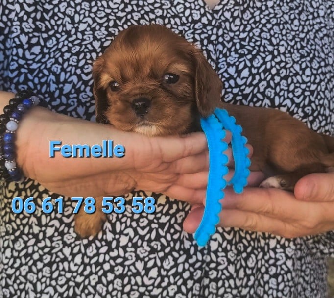 Cavalier King Charles Spaniel - des rives du blavet