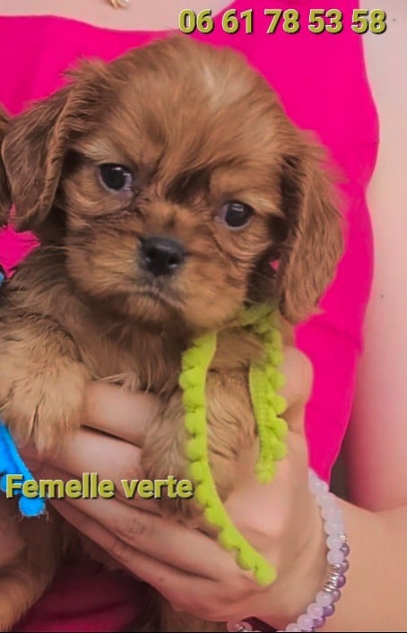 Chiot N°3 - Cavalier King Charles Spaniel