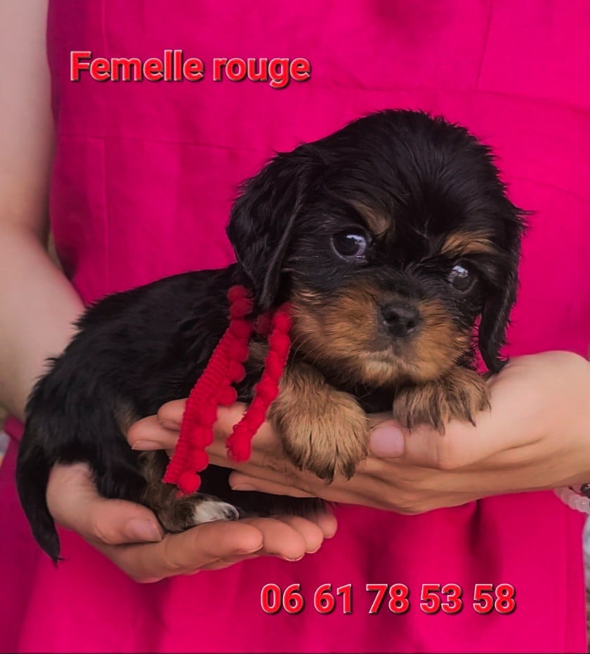 Chiot N°4 - Cavalier King Charles Spaniel