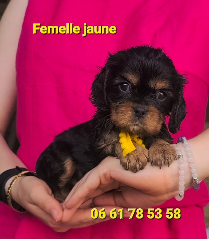 Chiot N°5 - Cavalier King Charles Spaniel