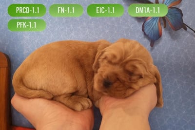 Les chiots de Cocker Spaniel Anglais