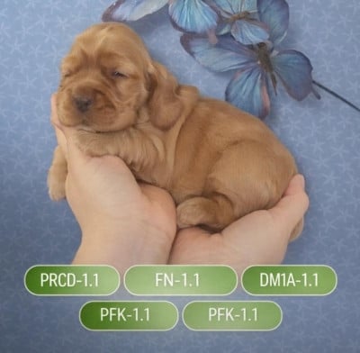 Les chiots de Cocker Spaniel Anglais