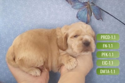 Les chiots de Cocker Spaniel Anglais