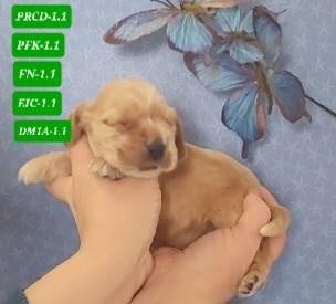 Les chiots de Cocker Spaniel Anglais