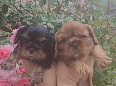 Les chiots de Cavalier King Charles Spaniel