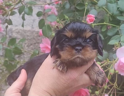 Les chiots de Cavalier King Charles Spaniel