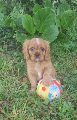 Les chiots de Cavalier King Charles Spaniel