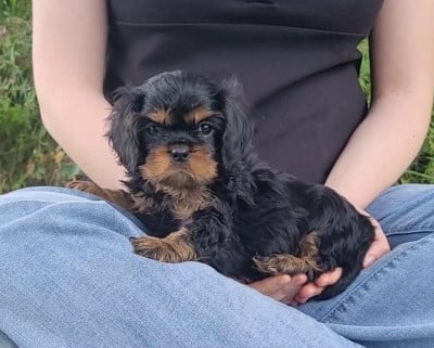 Les chiots de Cavalier King Charles Spaniel