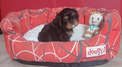 Les chiots de Cavalier King Charles Spaniel