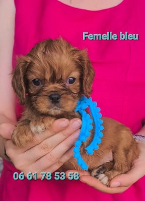 Les chiots de Cavalier King Charles Spaniel
