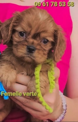 Les chiots de Cavalier King Charles Spaniel