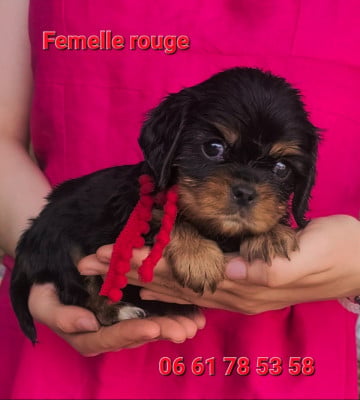 Les chiots de Cavalier King Charles Spaniel