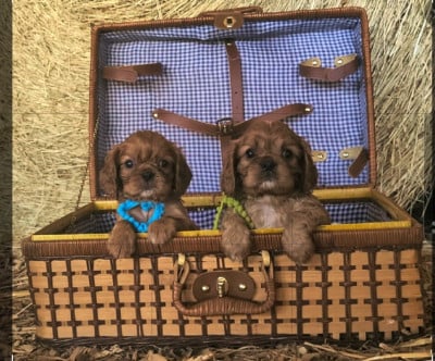 Les chiots de Cavalier King Charles Spaniel