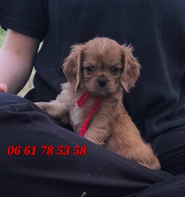 Les chiots de Cavalier King Charles Spaniel
