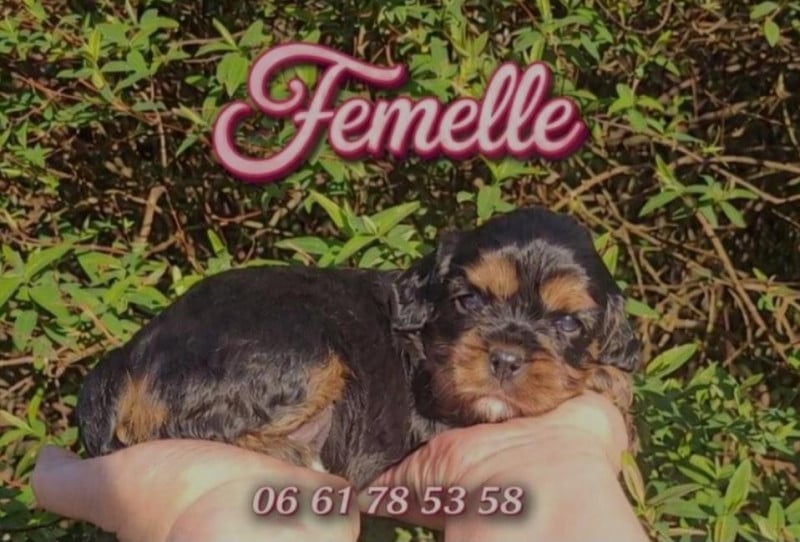 Cavalier King Charles Spaniel - des rives du blavet