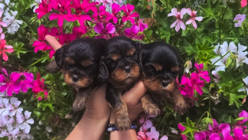Cavalier King Charles Spaniel - des rives du blavet