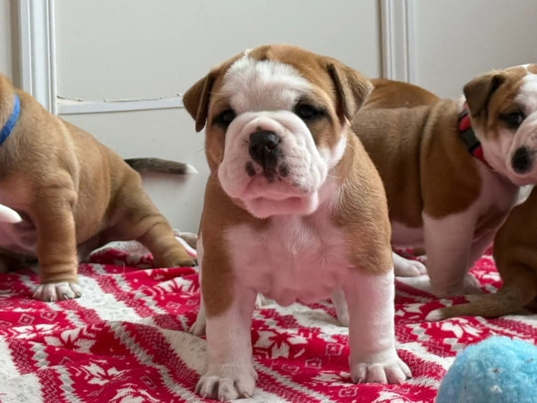 Apple du val de gloire