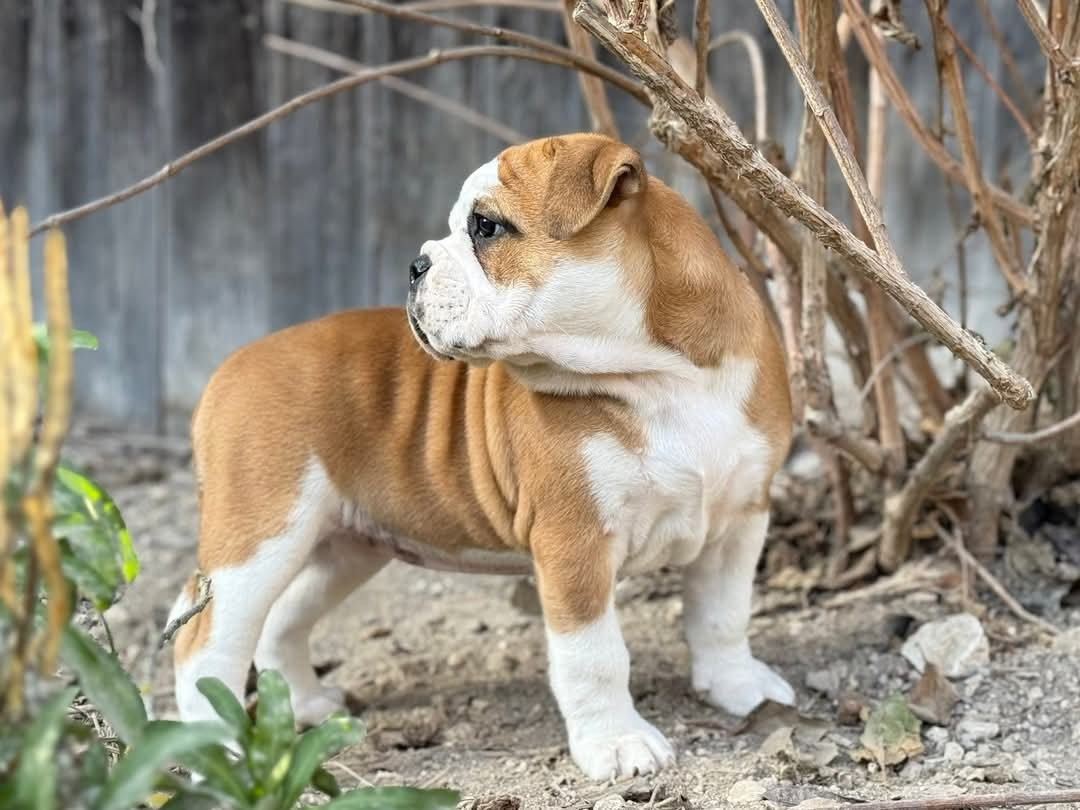 Apple du val de gloire