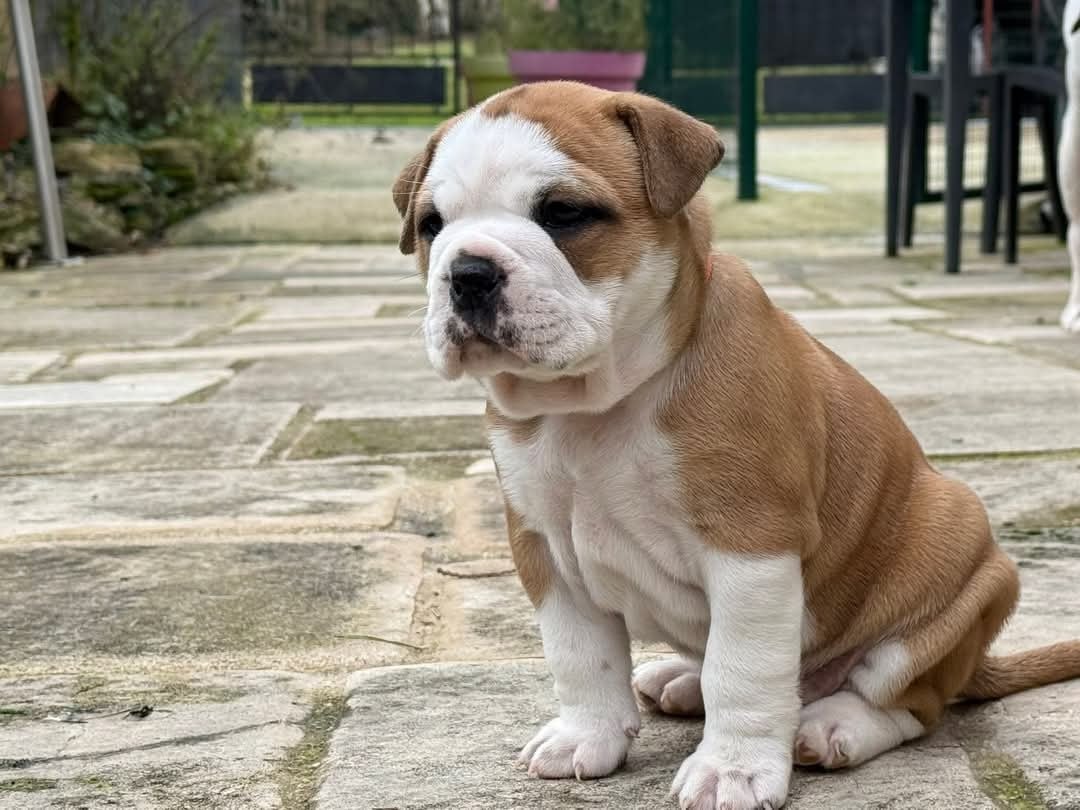 Apple du val de gloire