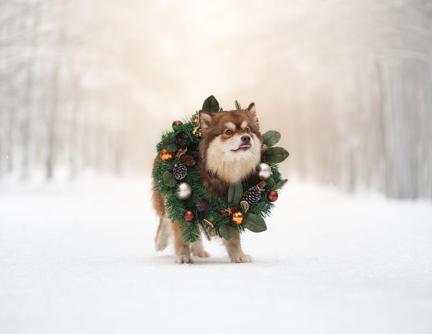 Publication : Vegvisir Auteur : janvier 2026 (Presque 2 ans)