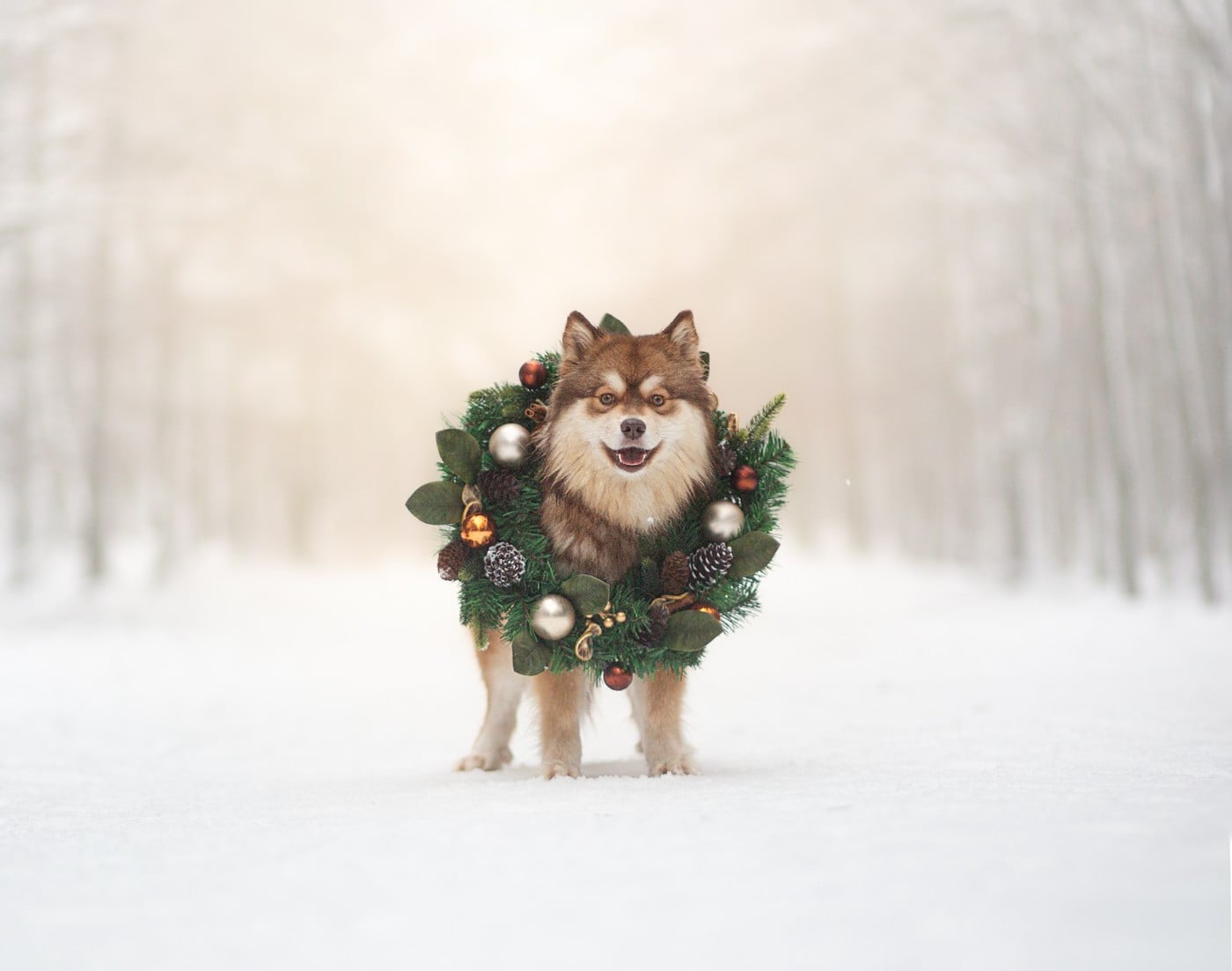 Publication : Vegvisir Auteur : janvier 2026 (Presque 2 ans)